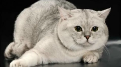 Скотинка-прямий