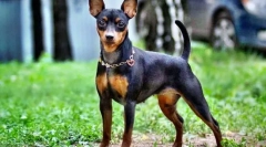 Tsvergpincher kllyakika