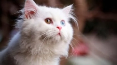 Колір кішок вовни