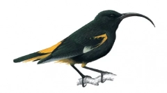 Квітковий-мамо