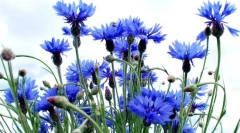 Квітка василейк