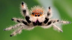 Чи стрибає павуки?