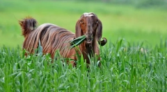 Дамаск козла