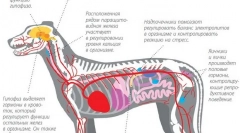 Рельєф росту гормонів