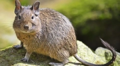 Duga (фото): декоративна білка з чилі