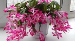 Декабрист (skluberger)