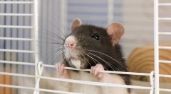 Декоративний щур