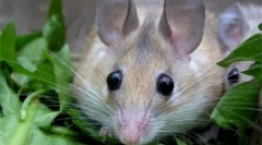 Декоративні гризуни