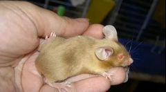 Декоративні миші