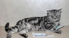 Дексаметазон для кішок: особливості препарату та свідчення для використання