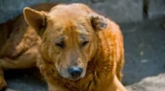 Демодекоз у цуценят і дорослих собак