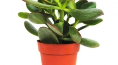 Грошове дерево