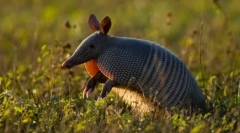 Десять найдовших тварин на землі