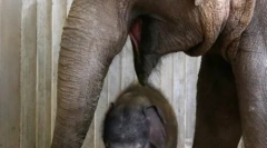 Дитина, оточена пологовим доглядом і любов'ю (23 фото)