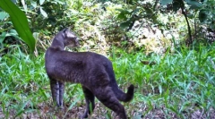 Дикий золотий кіт і її особливості