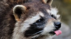 Дикі та домашні raccasions (8 фотографій)