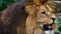 Дикі і домашні тварини