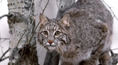 Дикі кішки євразія