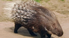 Дотепність