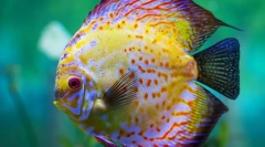 Дискусії (симфізодон)