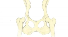 Відображення суглобів стегна в собак: діагностика, лікування та прогнози