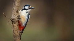 Два середнього європейця