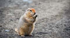 Довго-мертвий суслік