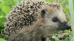 Для яких деякі голки тварини?