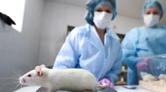 Що потрібно кастування та стерилізація щурів, вартість, як відбувається операція