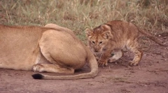 Для чого тварини хвости?