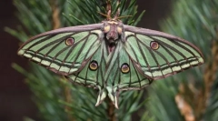 День і нічні метелики