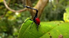 Жирафа жираф