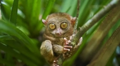 Філіппінський доллі