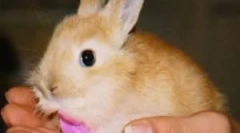 Домашні кролики