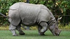 Будинок робс (міні та стандарт)