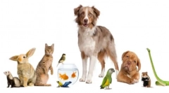 Домашні домашні тварини, кого мати, якщо собака, і кішка вже є