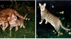 Домашні кішки, отримані з дикого співробітника