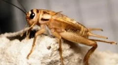 Домашні подушки: що робить життя і виглядає