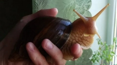 Равлики: догляд і зміст незвичайного вихованця