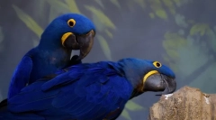 Домашні папуги, 10 найкращих вітчизняних порід