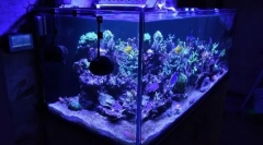 Домашній акваріум