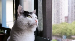 Домашня короткошерста кішка