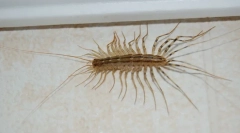 Головна мухоловка: знайомство з сусідами