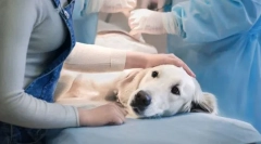 Переваги та недоліки стерилізації