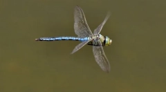 Motorker-імператор