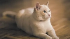 Тренінг cat: підготувати домашній виконавець