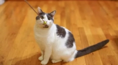 Навчання котів