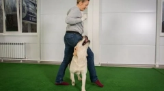 Одягання на послуху