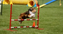 Тренування для подолання перешкод