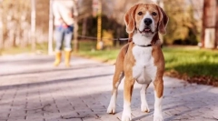 Навчання собак вдома: секрети успіху